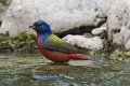 Painted Bunting 2012-05-05